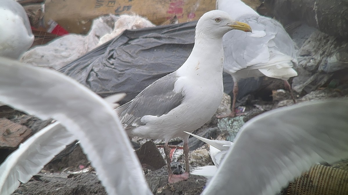Vega Gull - ML622625005