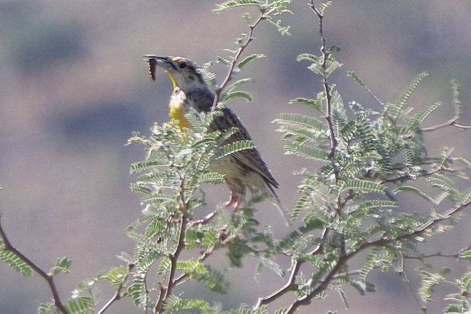 Chihuahuan Meadowlark - Robert Irwin