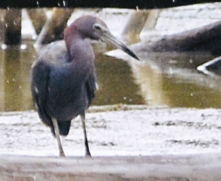 Little Blue Heron - Jason C. Martin