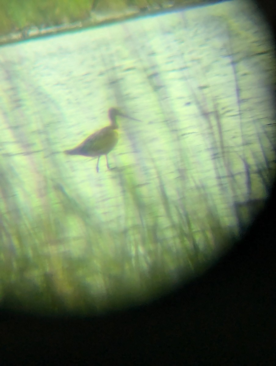 Marbled Godwit - ML622625088