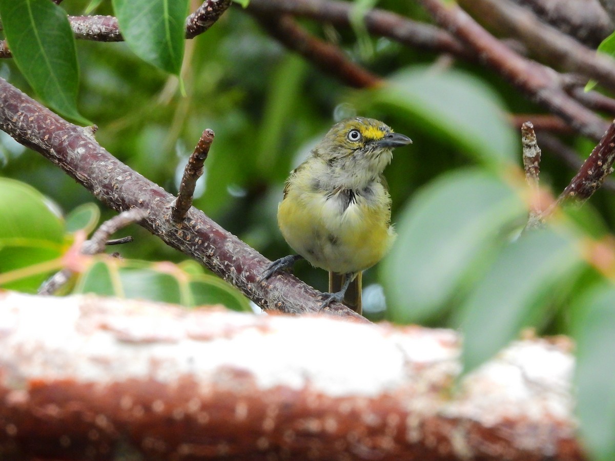 Weißaugenvireo [griseus-Gruppe] - ML622625170