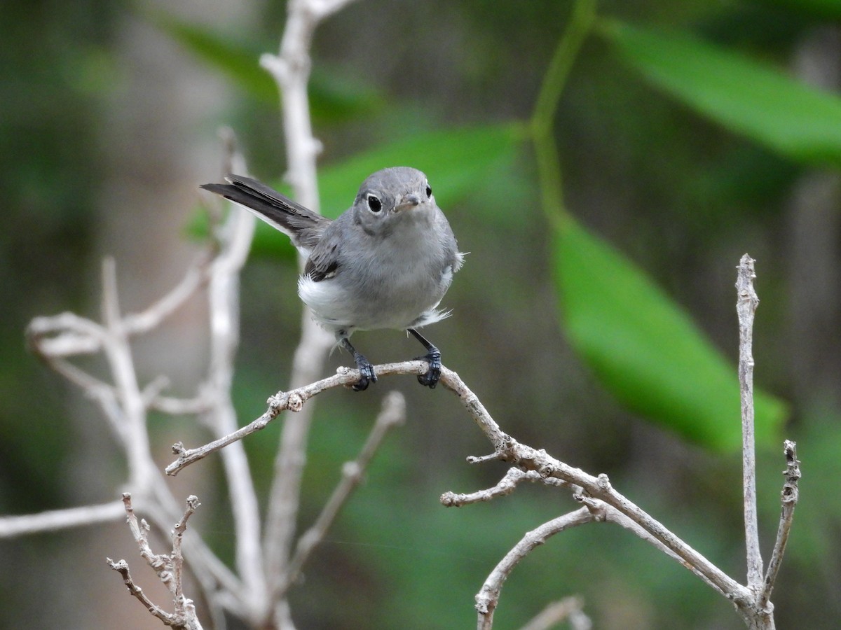 Blue-gray Gnatcatcher (caerulea) - ML622625211