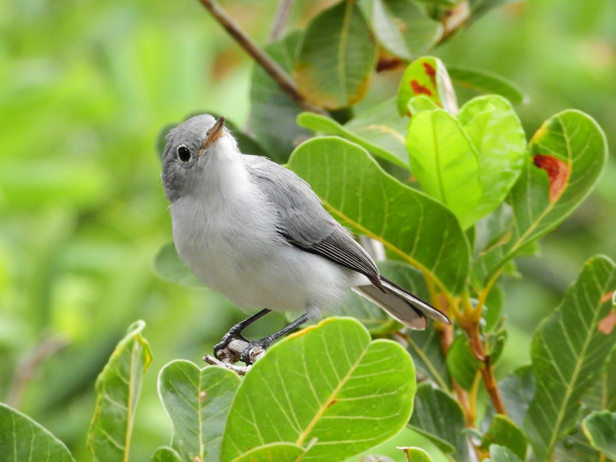 Blue-gray Gnatcatcher (caerulea) - Amy Grimm