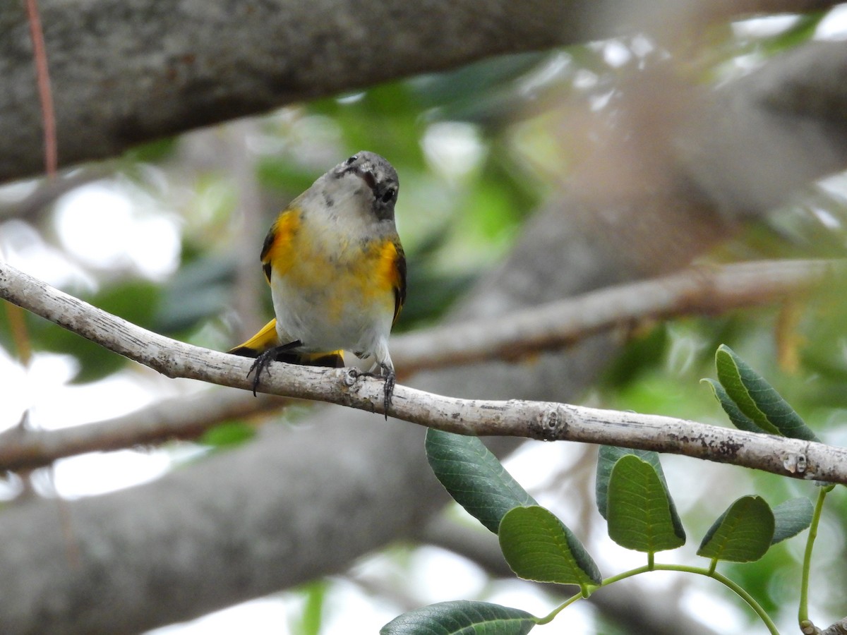 American Redstart - ML622625224