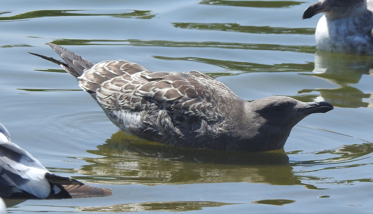 Western Gull - ML622625310