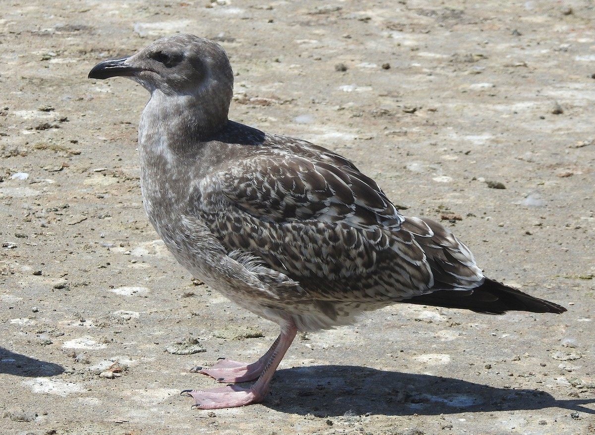 Western Gull - ML622625311