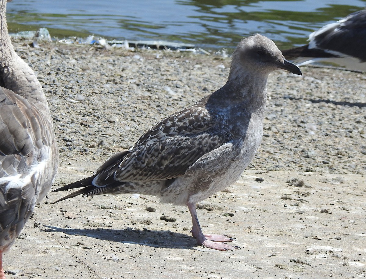 Western Gull - ML622625312