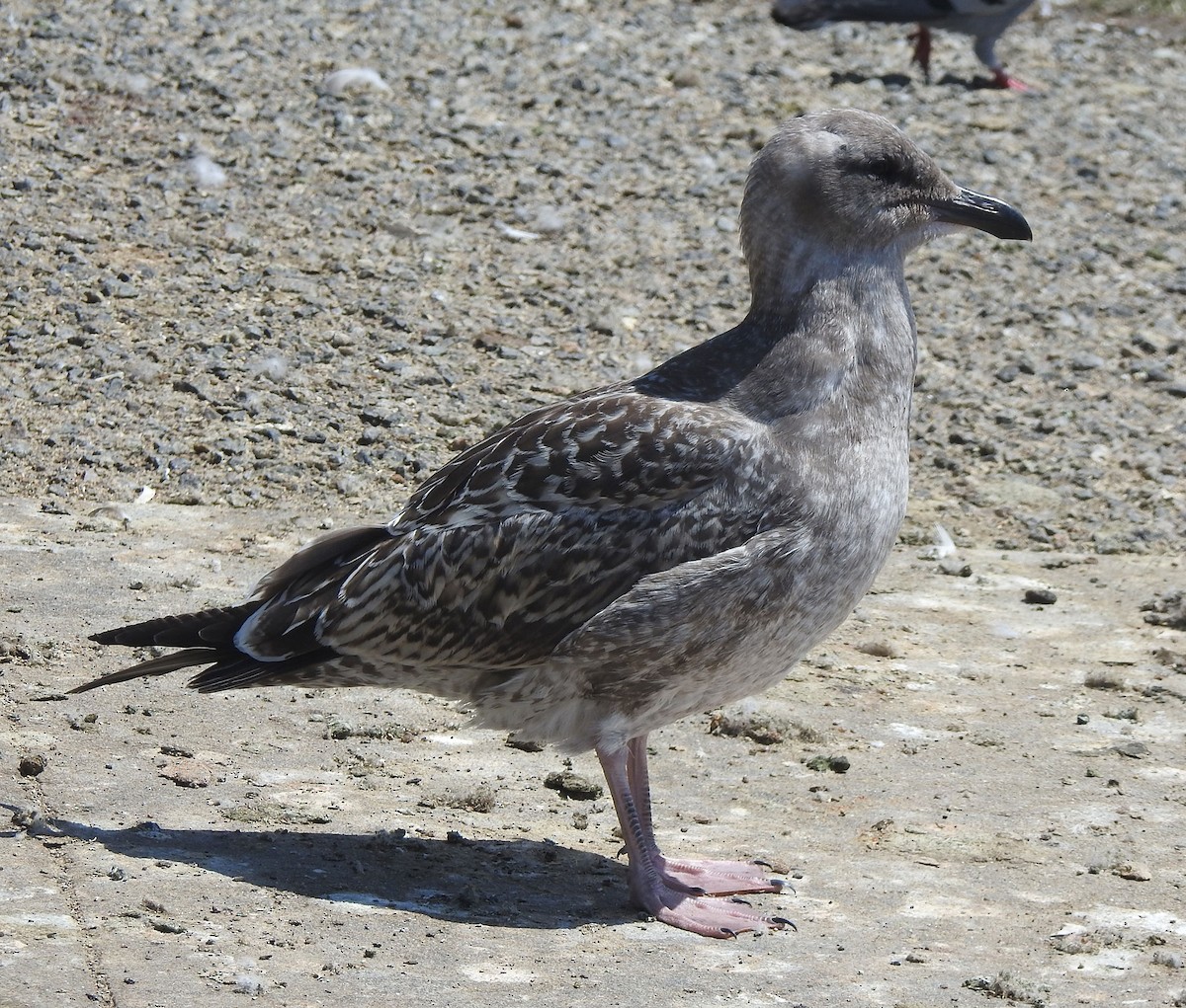 Western Gull - ML622625313