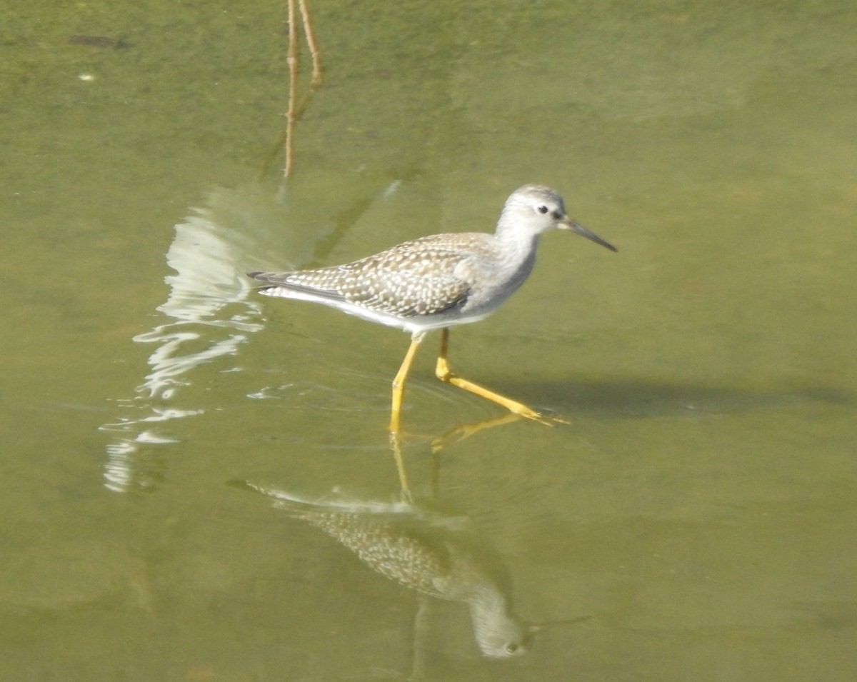 gulbeinsnipe - ML622625385