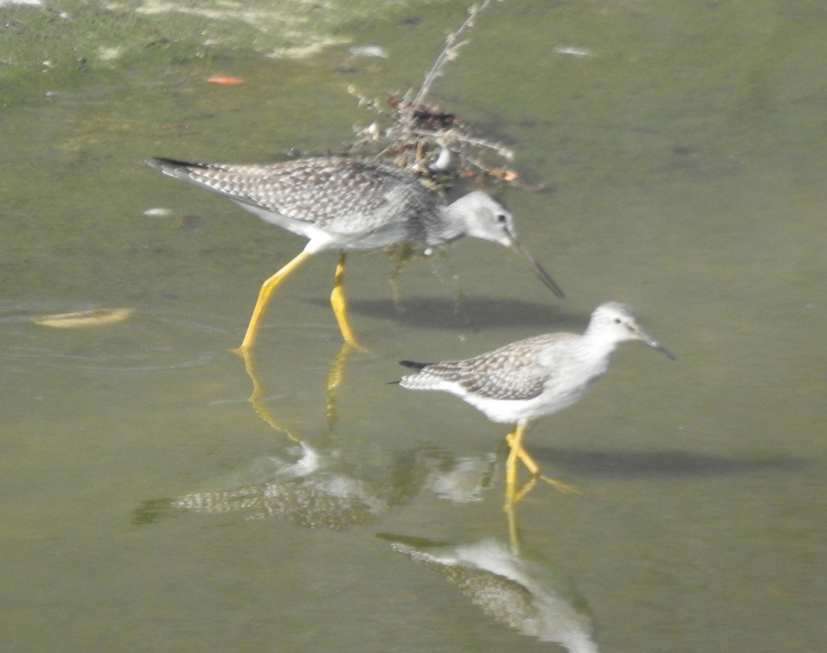 gulbeinsnipe - ML622625386