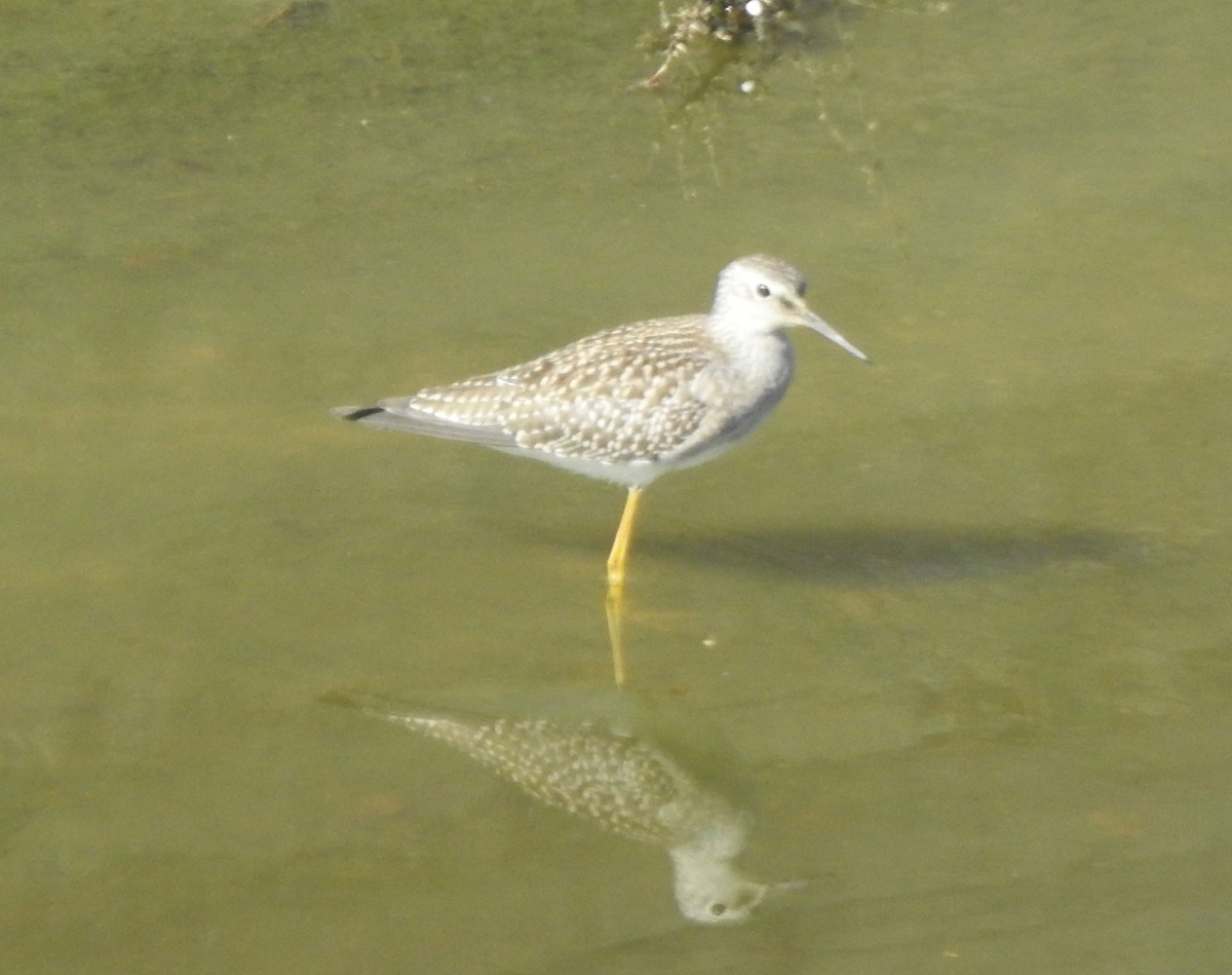 gulbeinsnipe - ML622625387