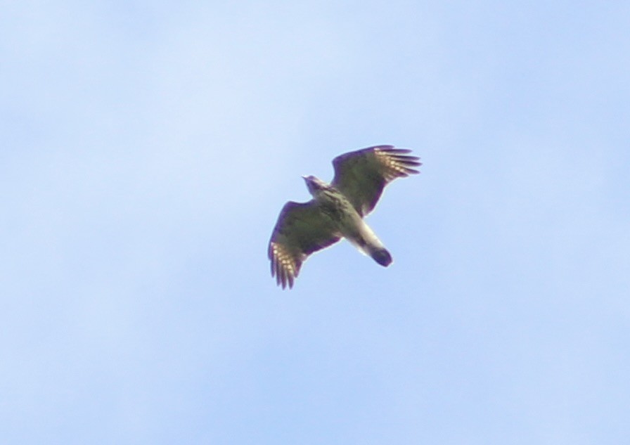 Red-shouldered Hawk - ML622625411