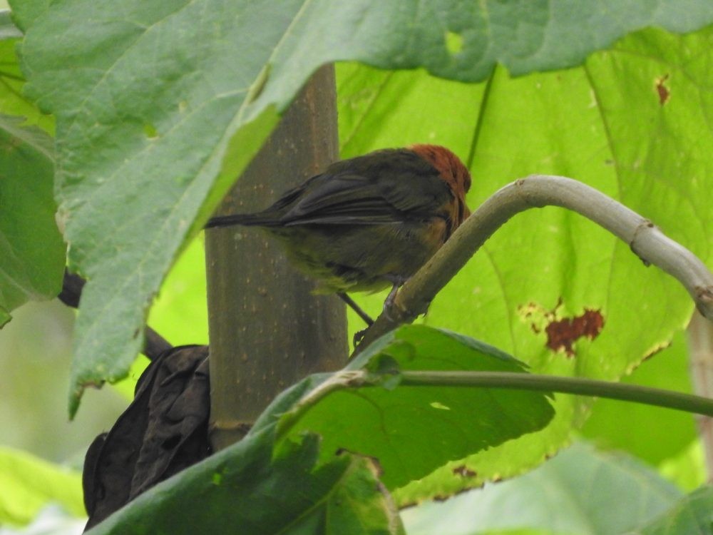 Ochre-breasted Brushfinch - ML622625412