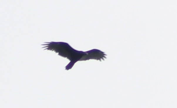 Turkey Vulture - ML622625435
