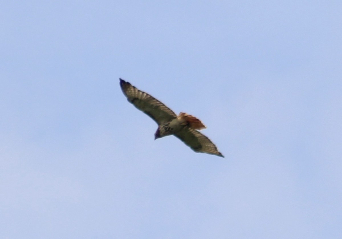 Red-tailed Hawk - ML622625500