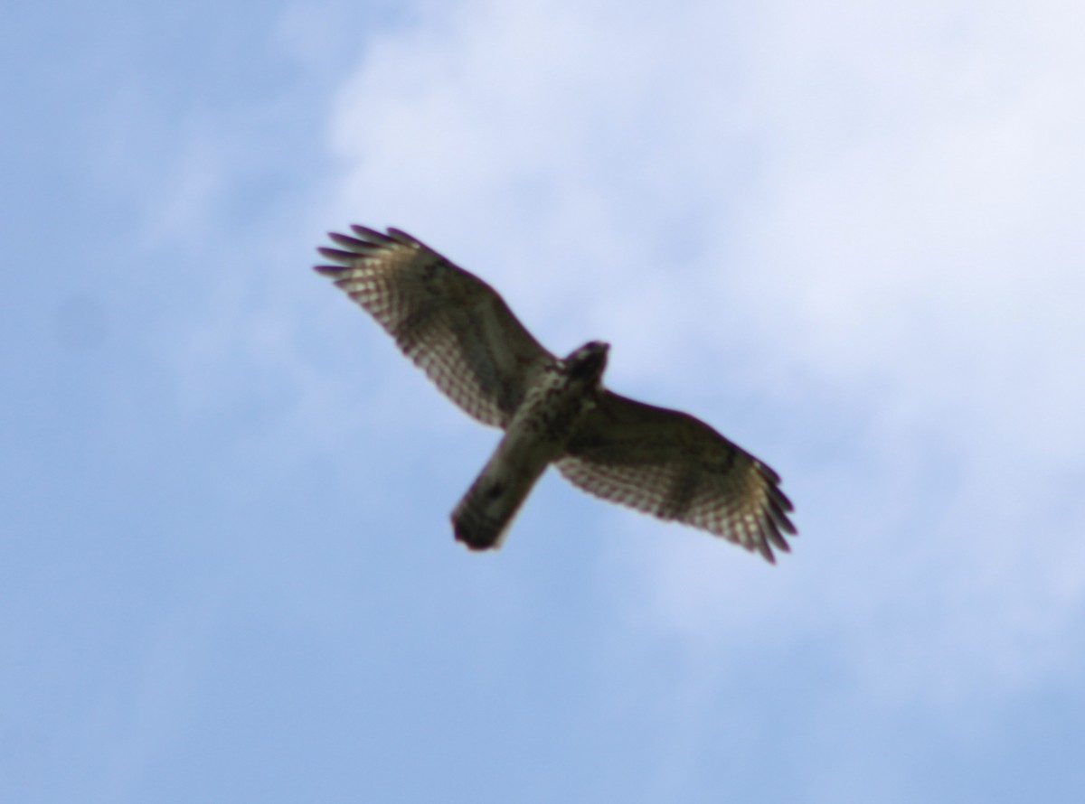 Red-shouldered Hawk - ML622625510