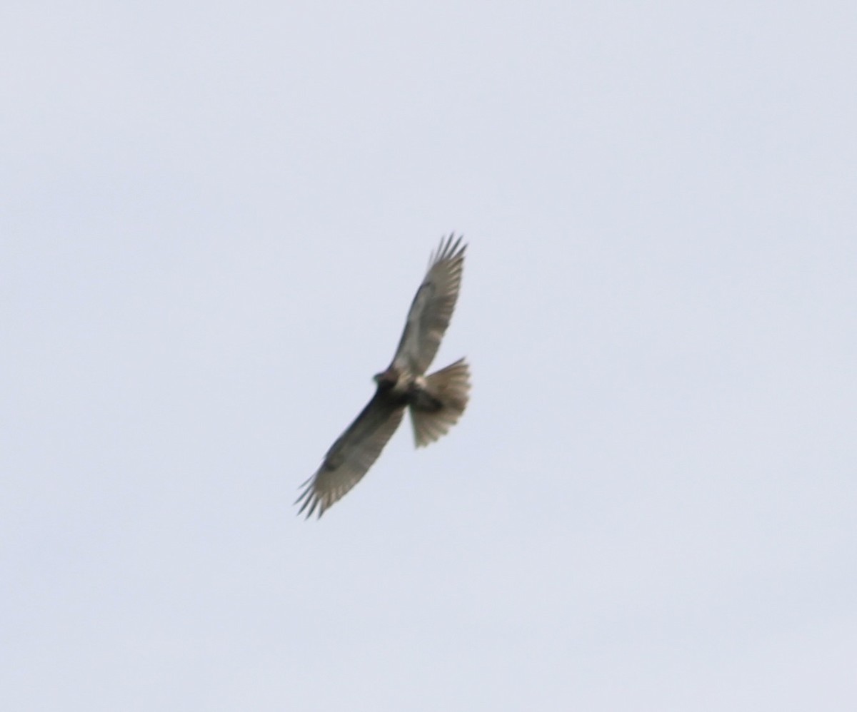 Red-tailed Hawk - ML622625527