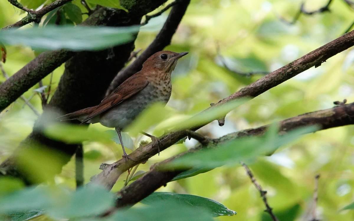 Veery - ML622625541