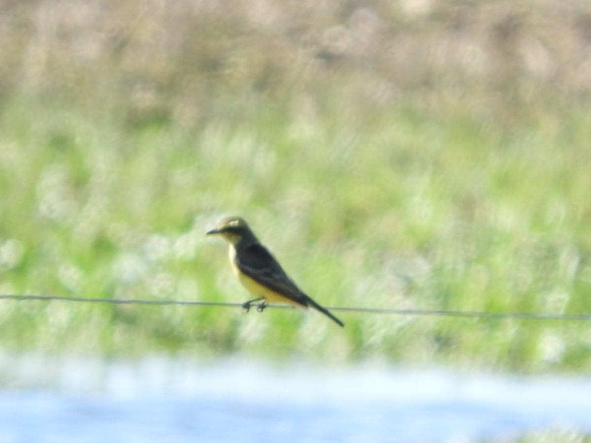 Yellow-browed Tyrant - ML622625563