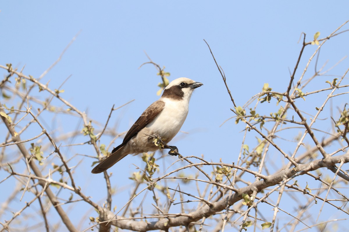 White-crowned Shrike - ML622625602