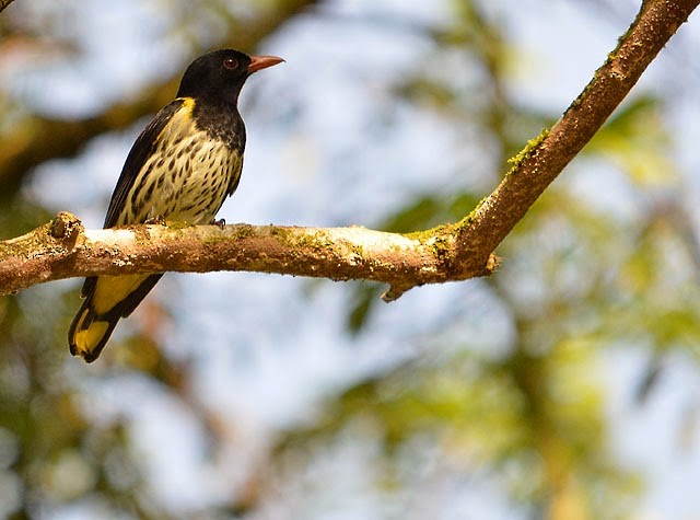 Dark-throated Oriole - ML62262561