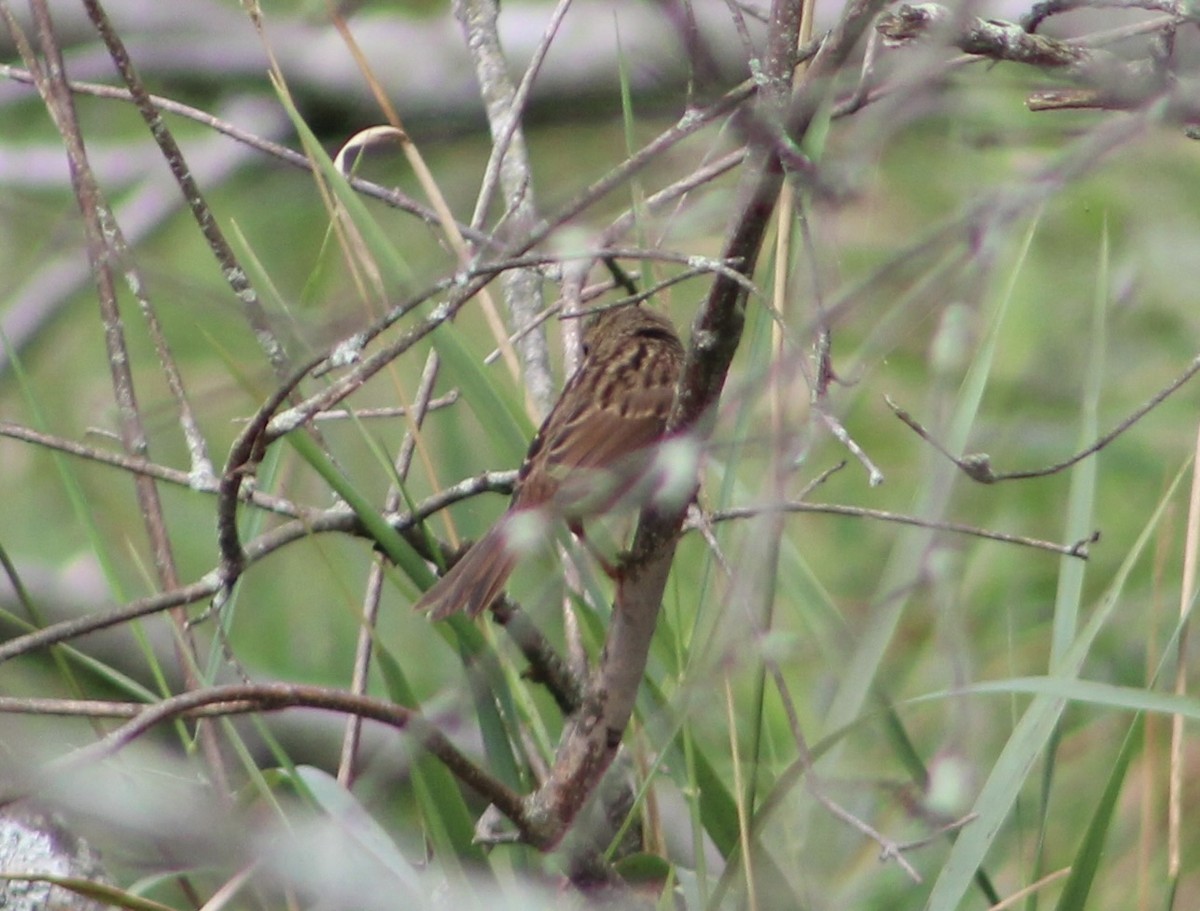 Song Sparrow - ML622625620