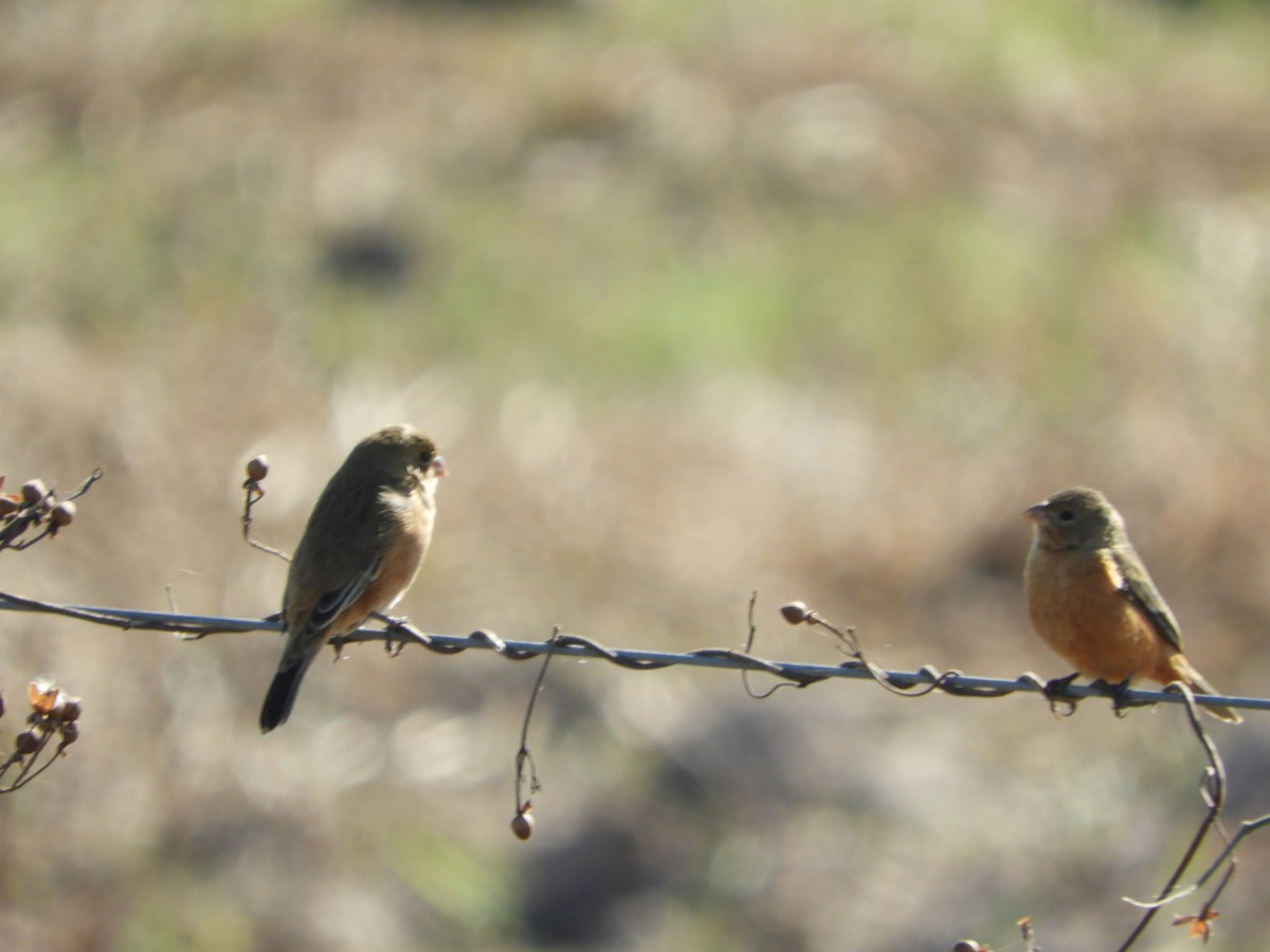 Tawny-bellied Seedeater - ML622625626