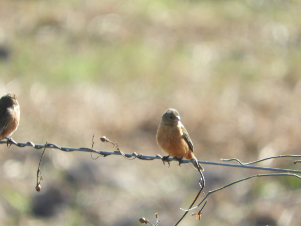 Tawny-bellied Seedeater - ML622625627