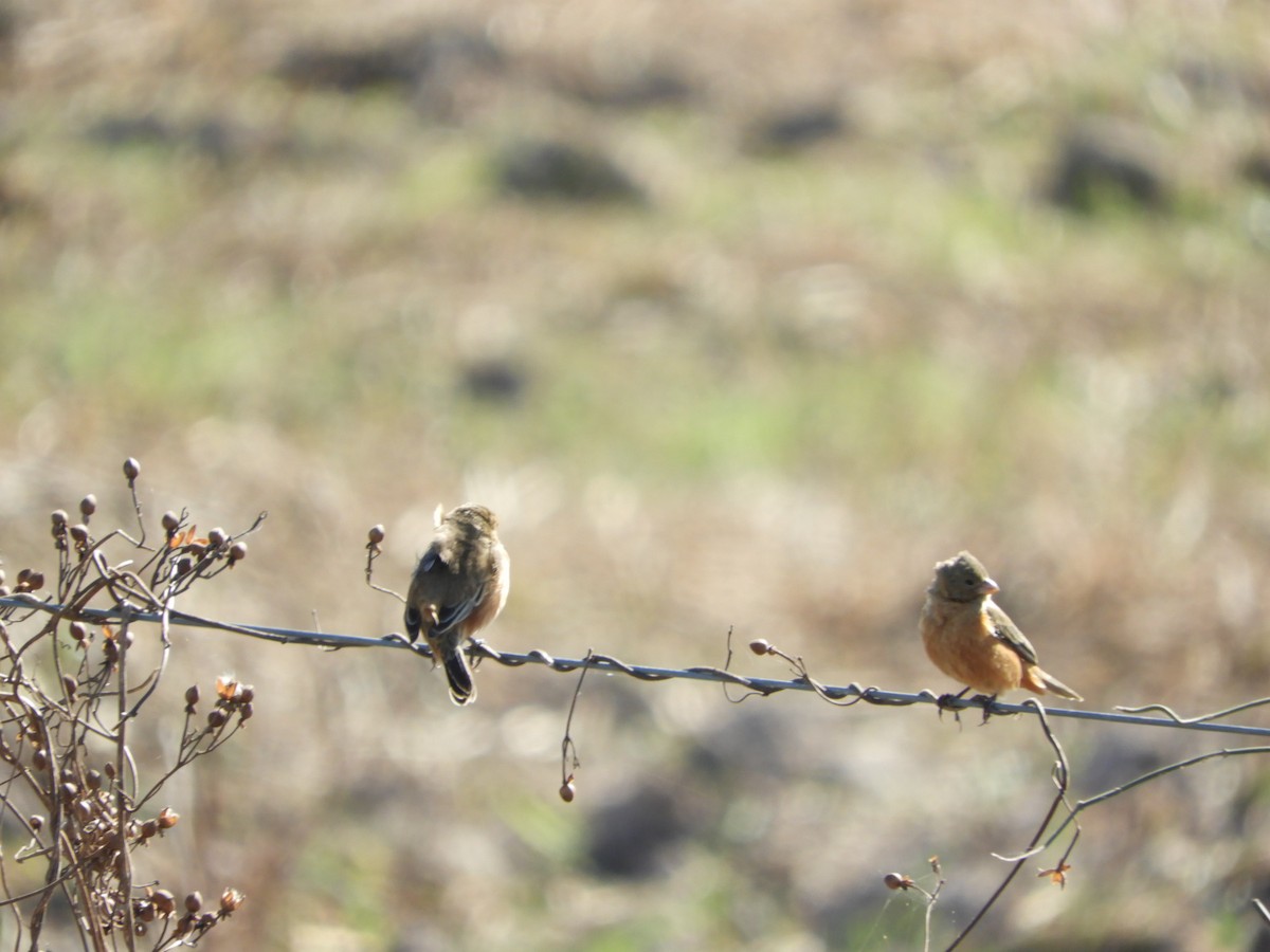 Tawny-bellied Seedeater - ML622625628