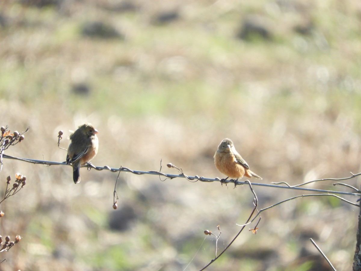 Tawny-bellied Seedeater - ML622625629