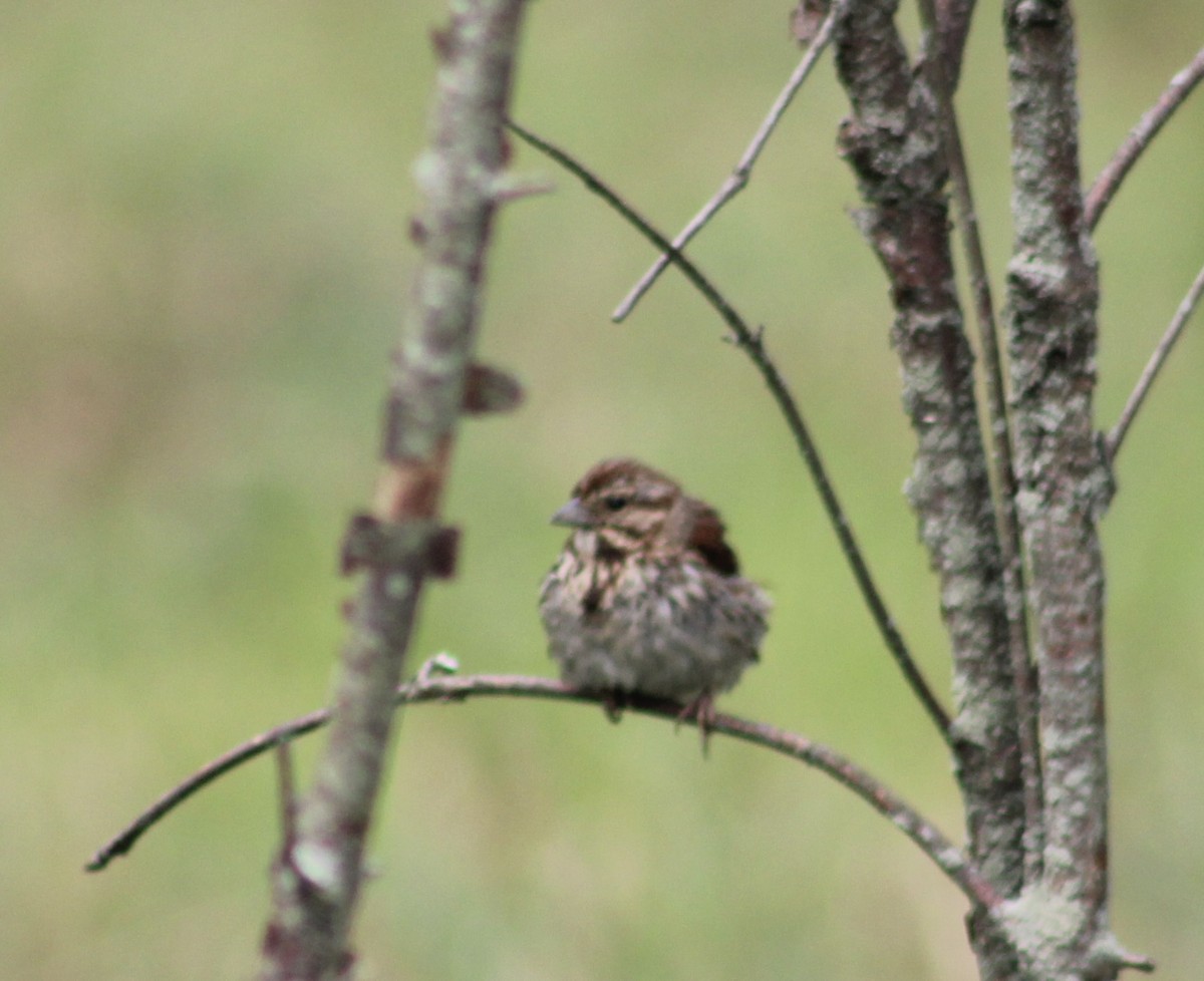 Song Sparrow - ML622625630