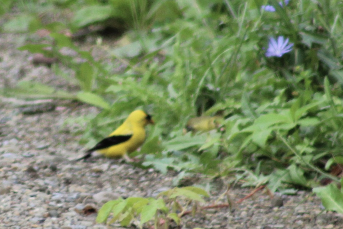 American Goldfinch - ML622625632