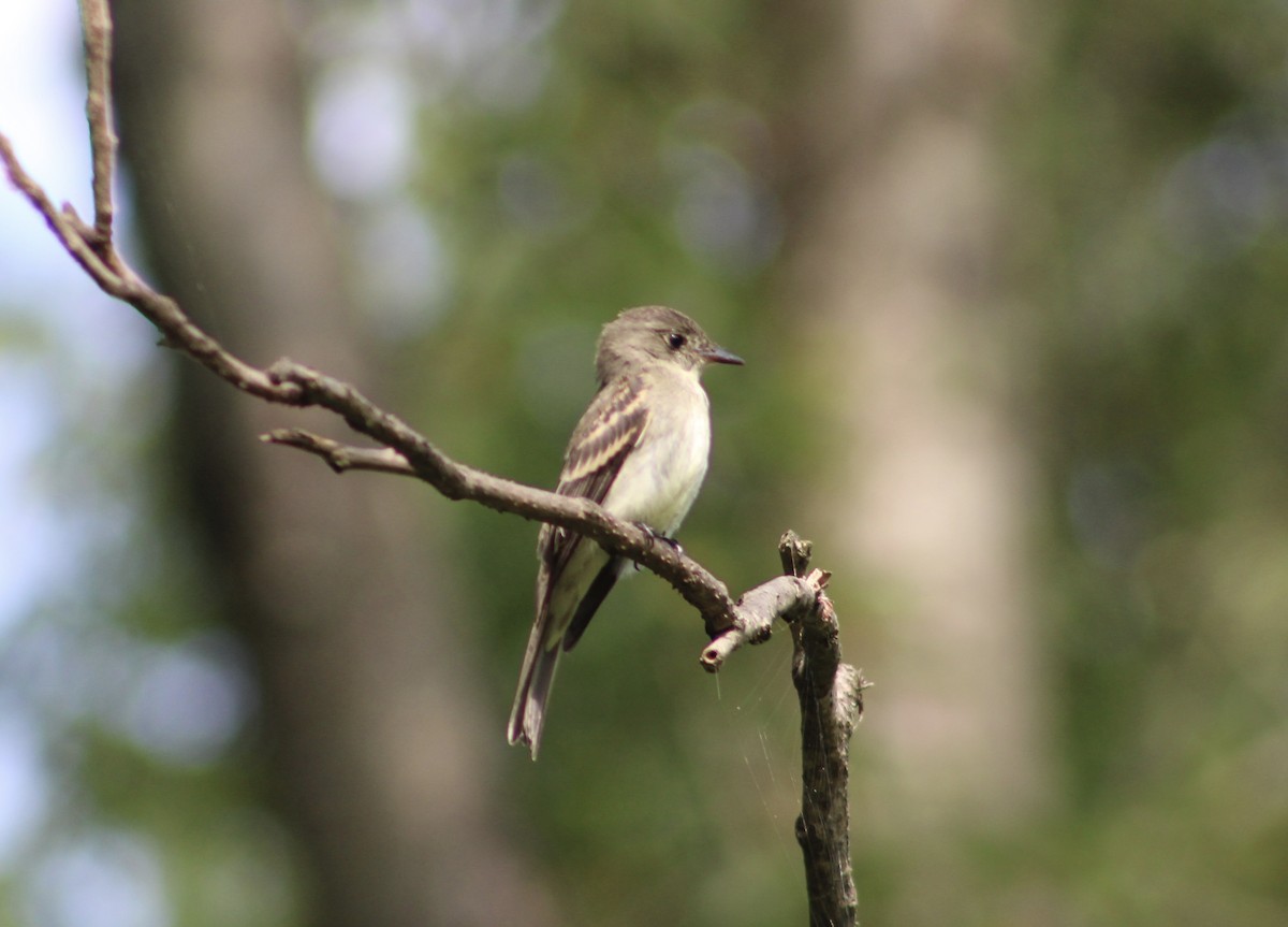 Eastern Wood-Pewee - ML622625641