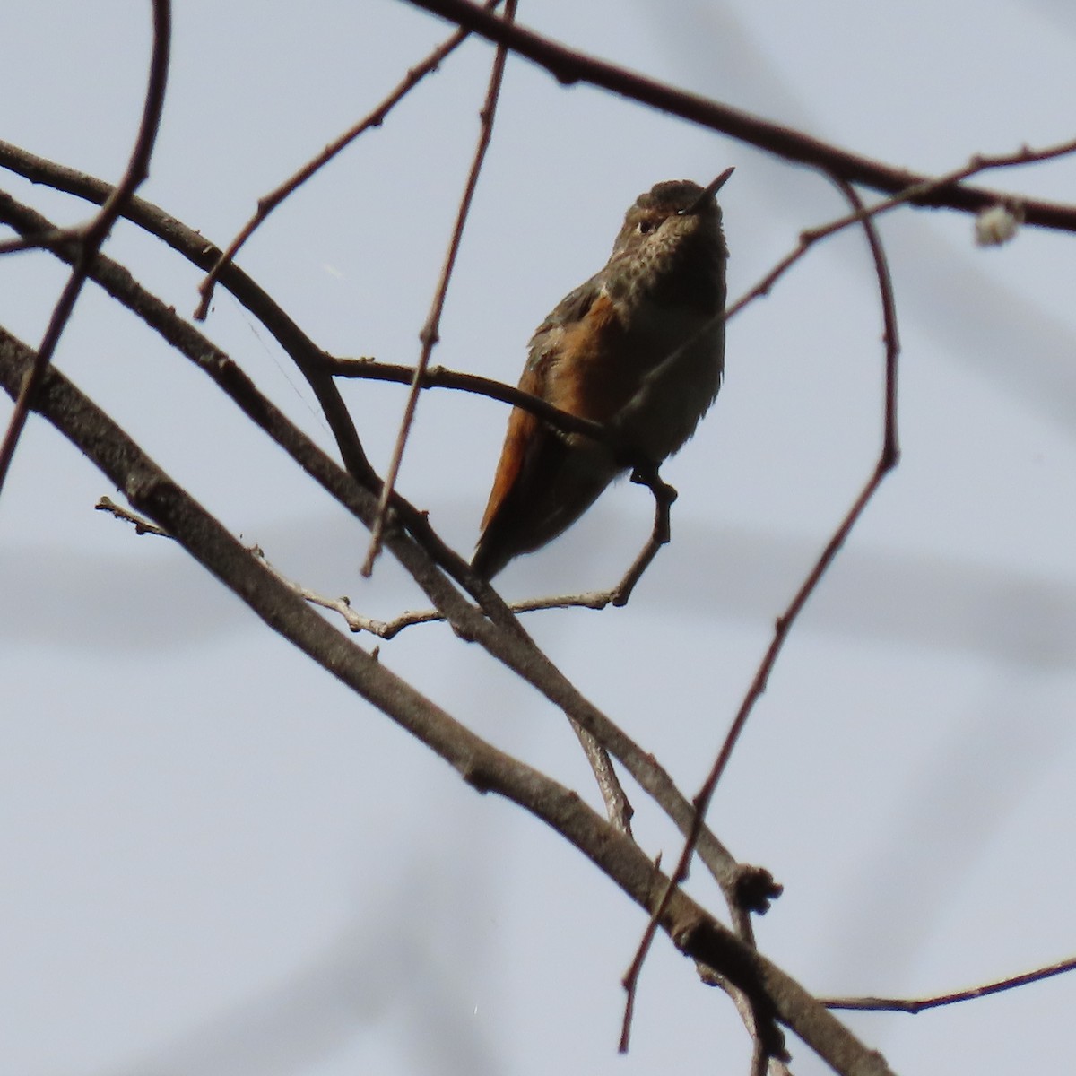 Allen's Hummingbird - Brian Nothhelfer