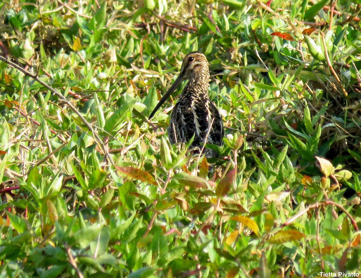 Pantanal Snipe - ML622625690