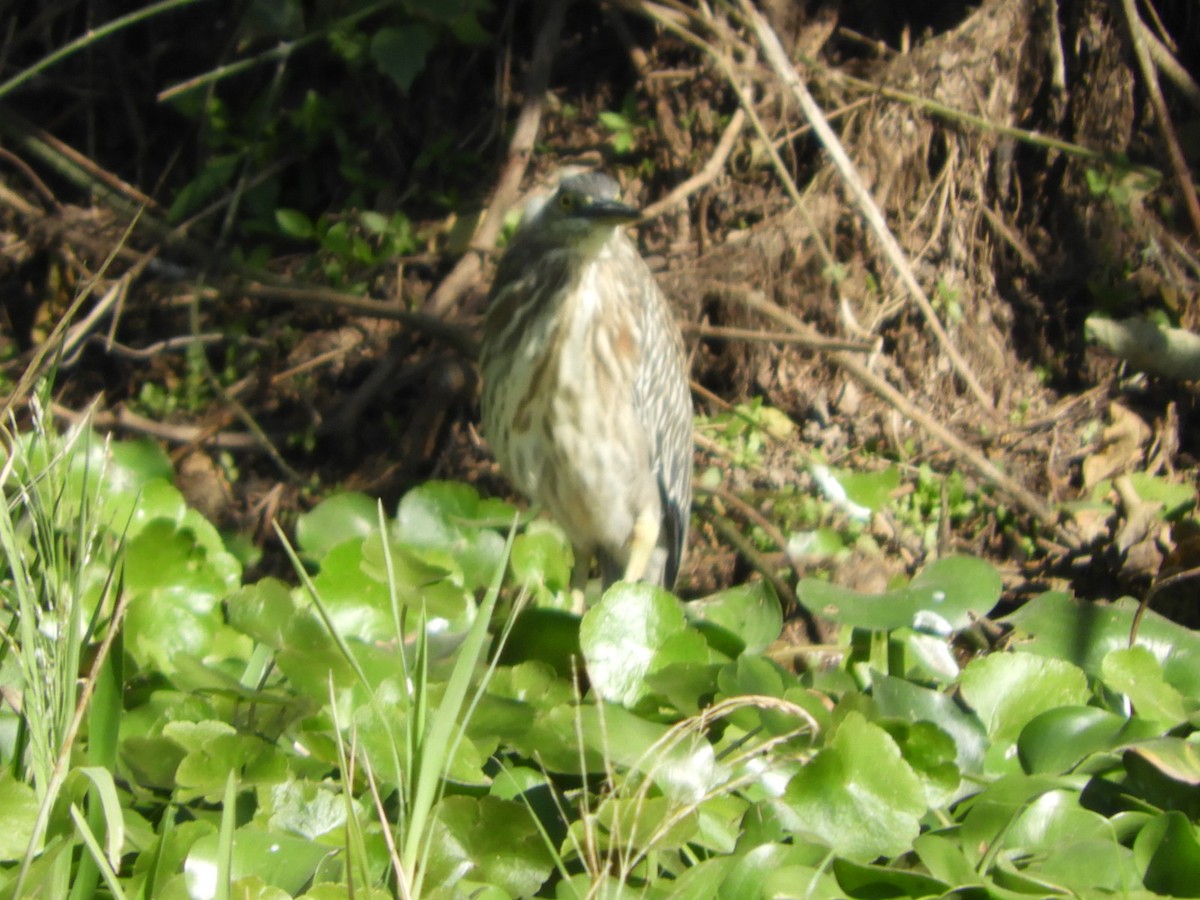 Striated Heron - Silvia Enggist