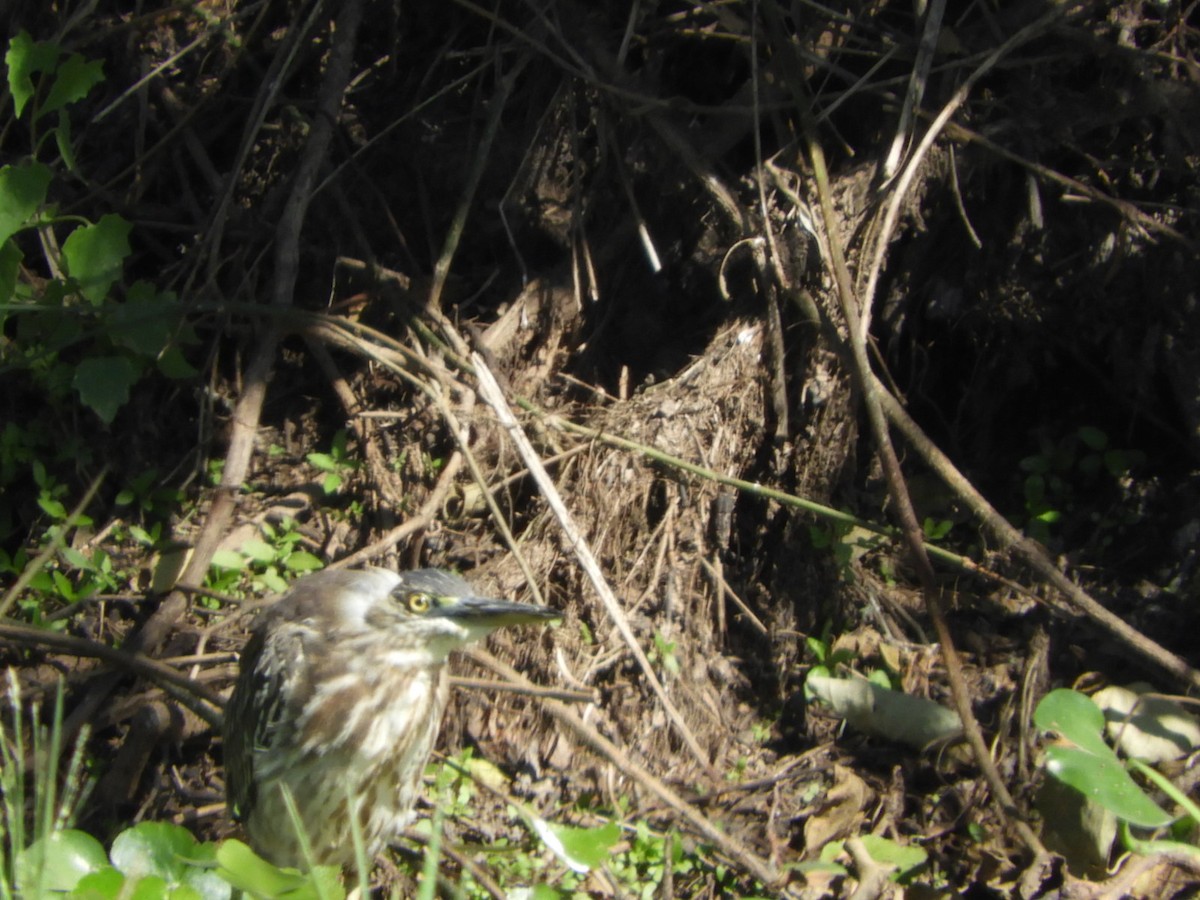 Striated Heron - ML622625714