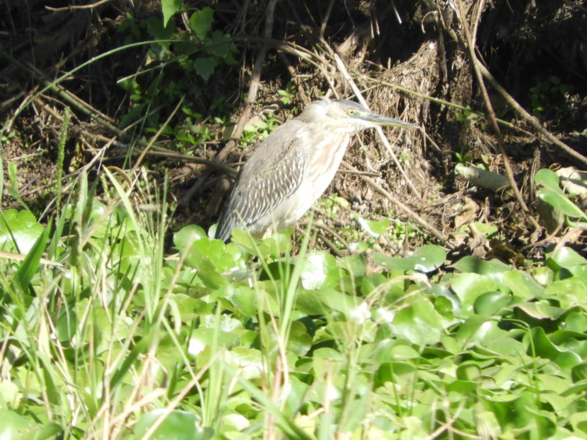 Striated Heron - ML622625715