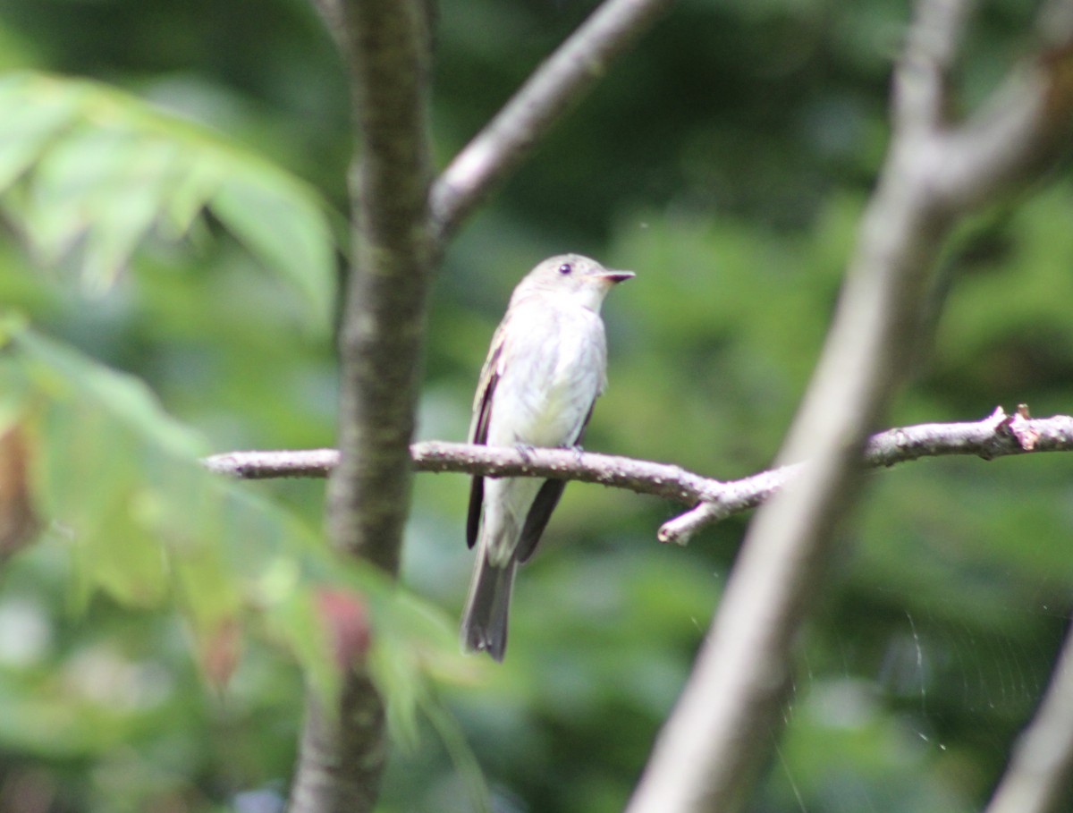 Eastern Wood-Pewee - ML622625721