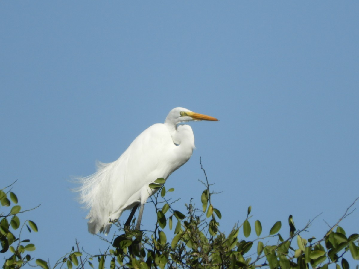 Great Egret - ML622625740