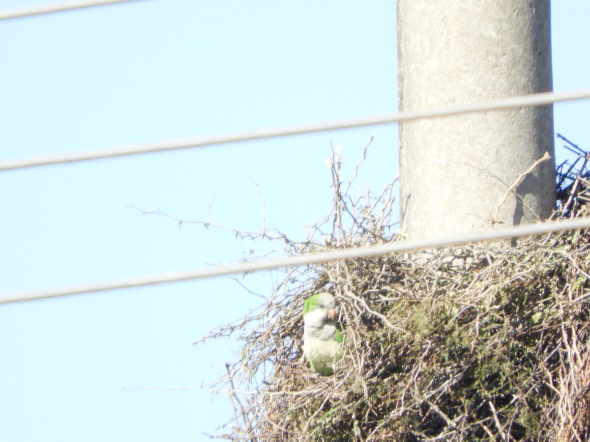 Monk Parakeet - ML622625751