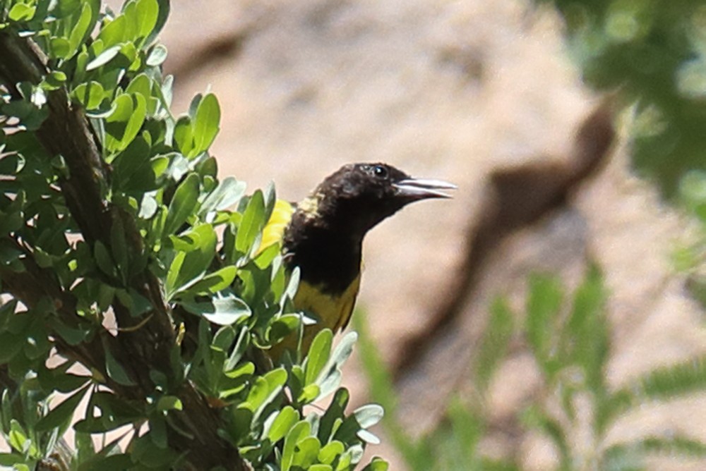 Scott's Oriole - Robert Irwin