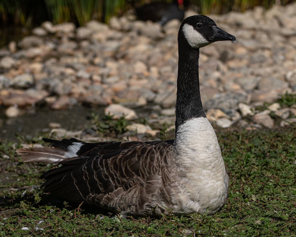 Canada Goose - ML622625857