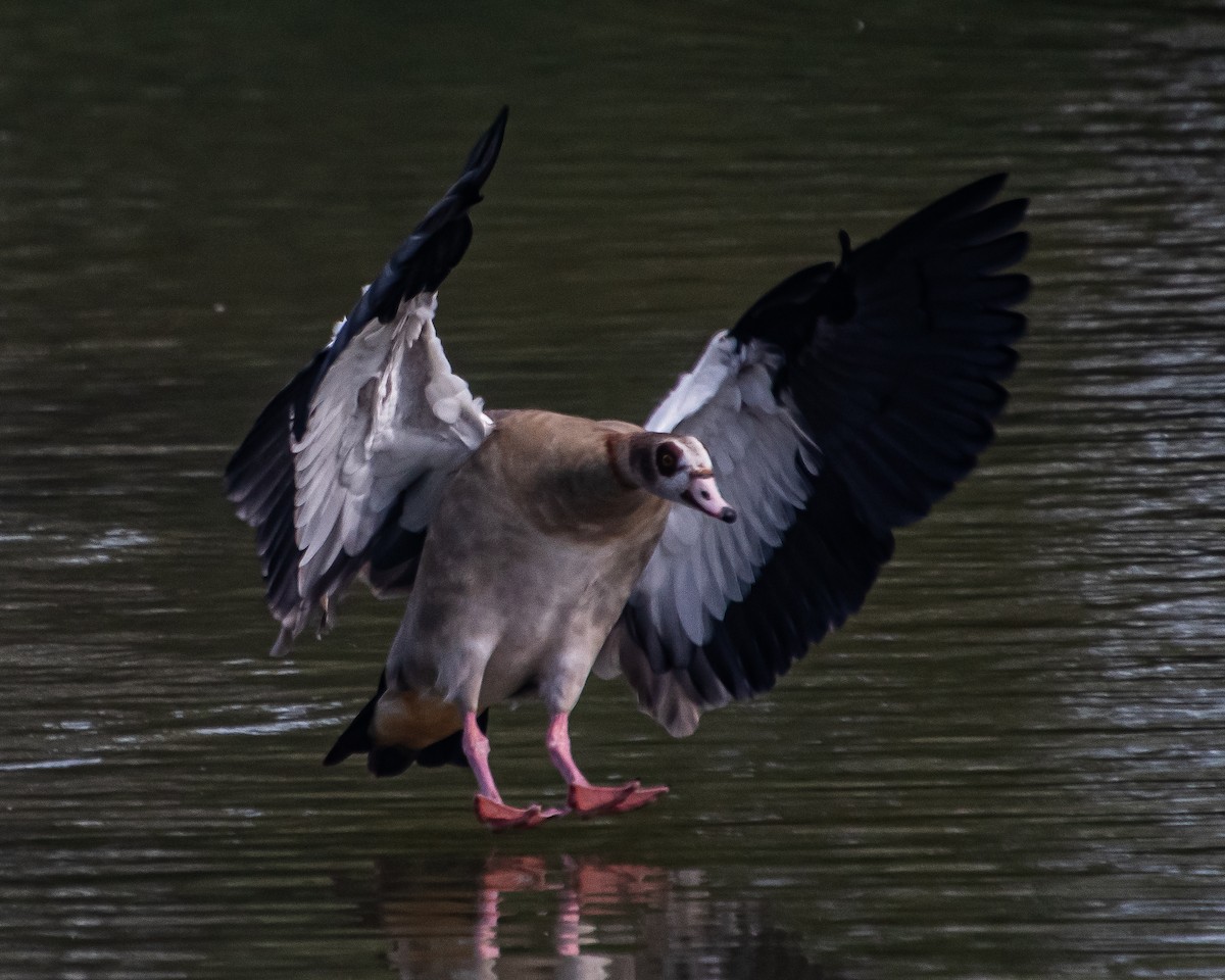 Egyptian Goose - Simon WIlcock