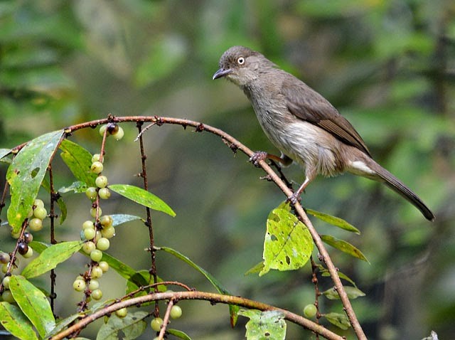 Cream-vented Bulbul - Choy Wai Mun