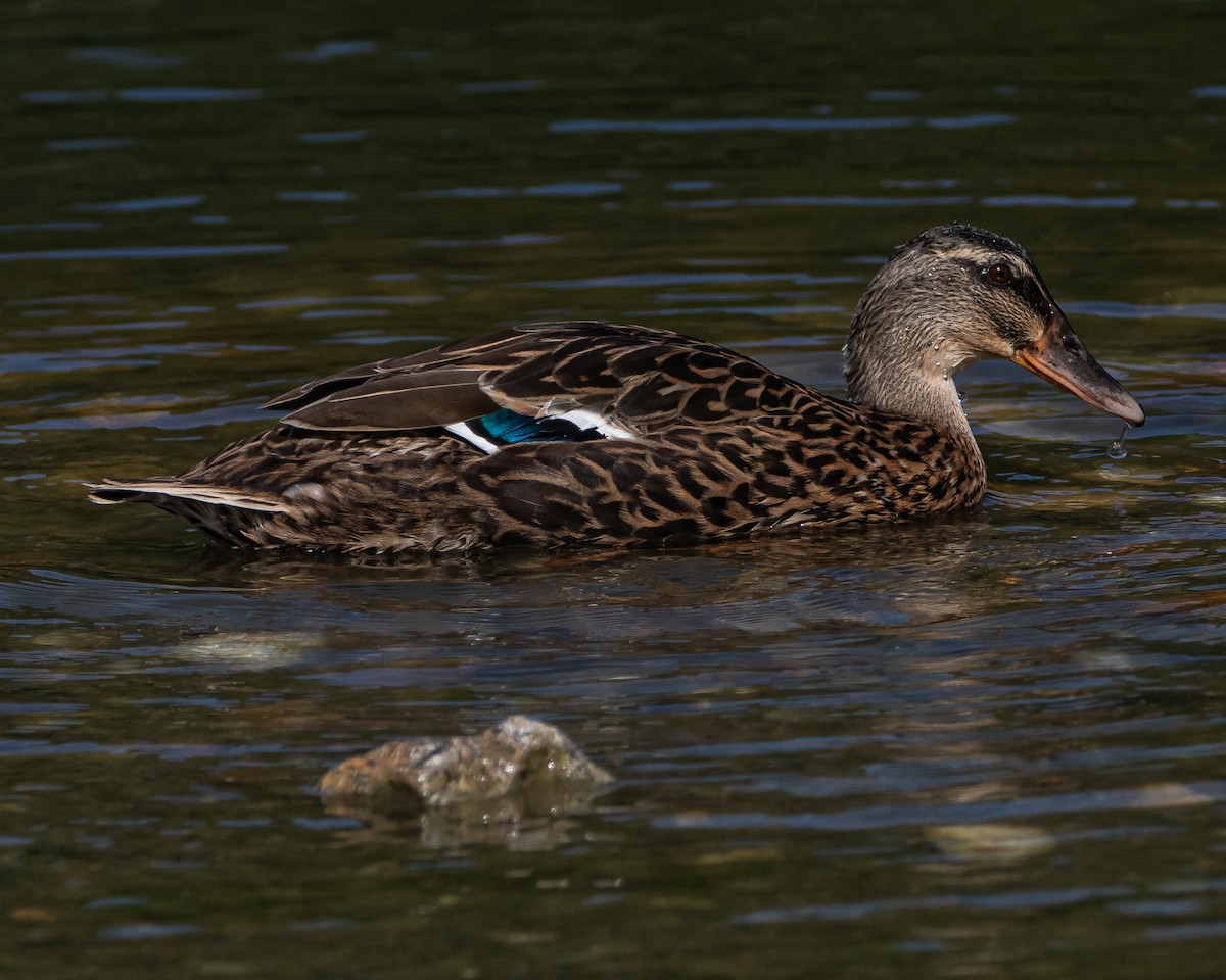 Mallard - ML622625926