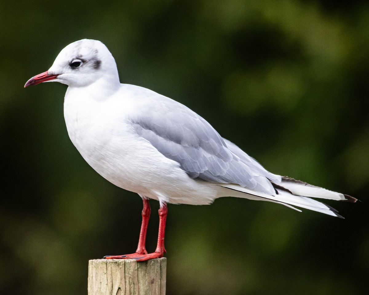 Black-headed Gull - ML622625958