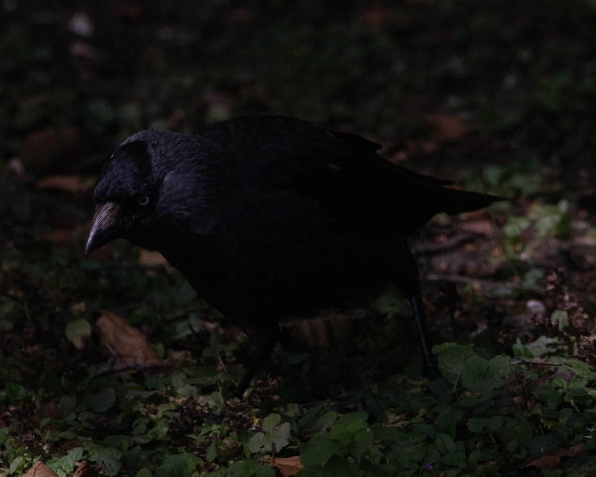 Eurasian Jackdaw - ML622625976