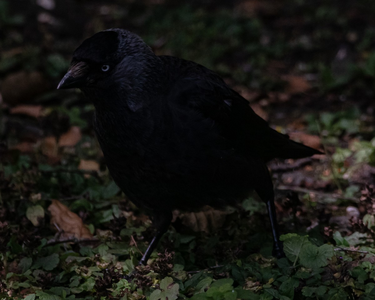 Eurasian Jackdaw - ML622625977