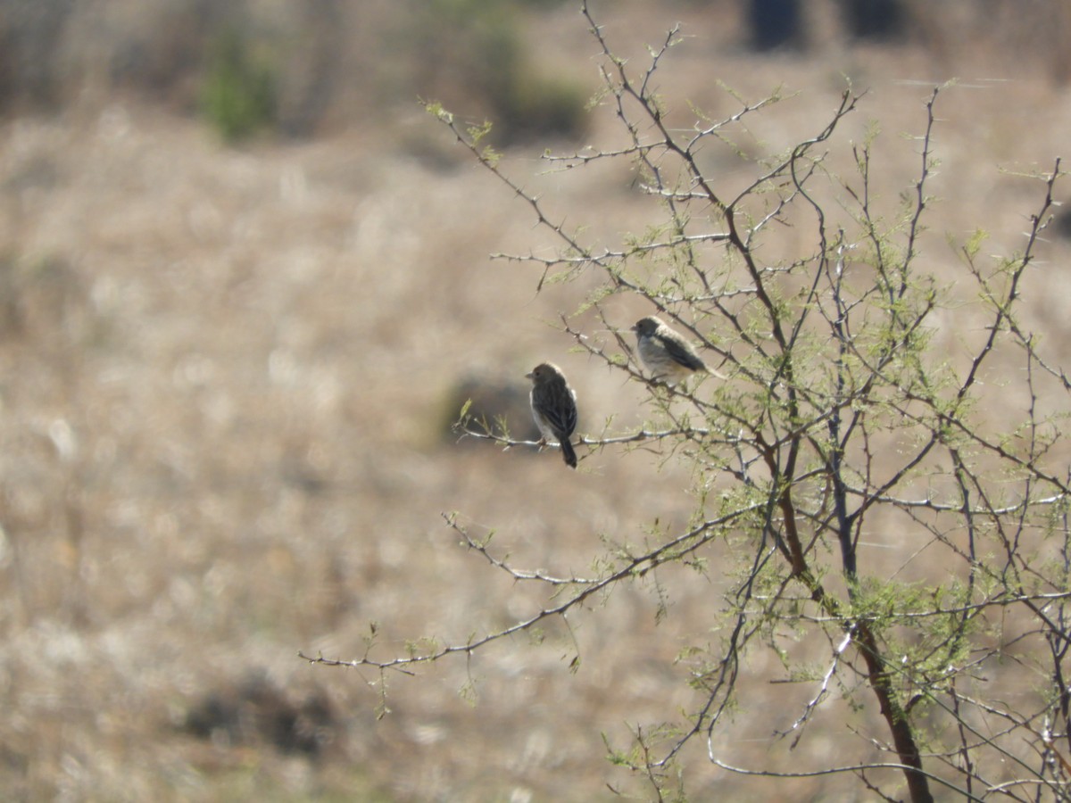 Saffron Finch - ML622625979